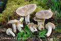 Lactarius fuliginosus-amf1104